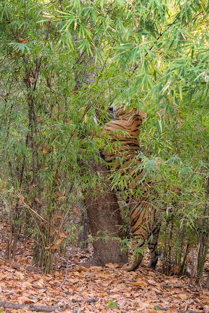 India-Madhya Pradesh-Bandhavgarh National Park Bengal tiger sent marking tree in bamboo habitat art print by Cindy Miller Hopkins for $57.95 CAD